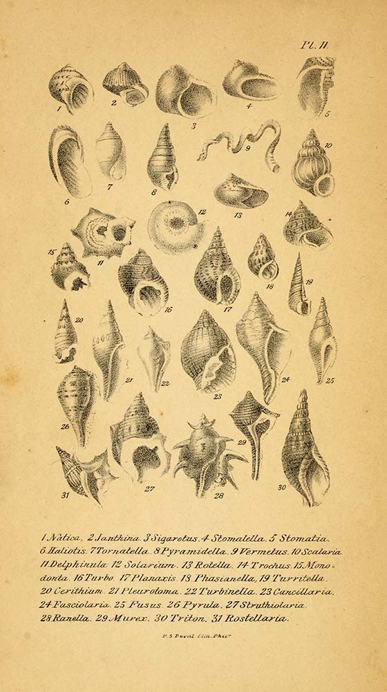 貝類学者の入門書